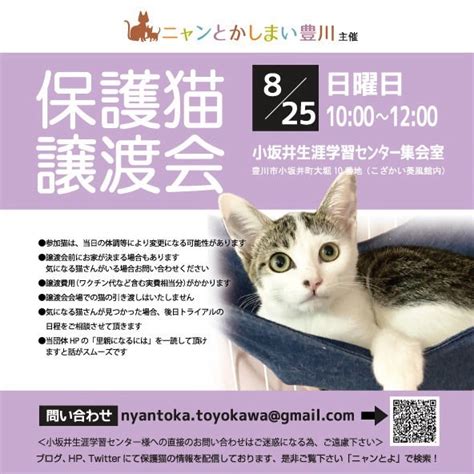 825日保護猫譲渡会を開催します ニャンとかしまい豊川 活動ブログ