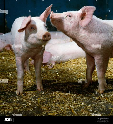 60 70 Lb Yorkshire Landrace Piglets Iowa Stock Photo Alamy