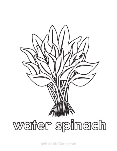 Water Spinach Coloring Page For Kids Coloring Home