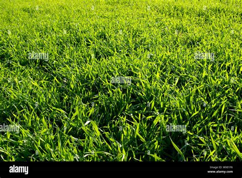 Beautiful Green Lawn Freshly Mowed Stock Photo Alamy