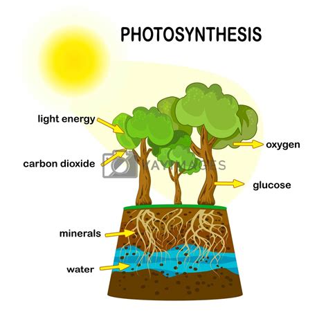 Photosynthesis diagram. Process of plant produce oxygen. Photosynthesis