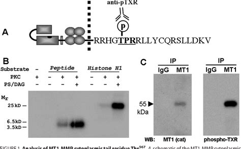 Figure 1 From Modulation Of The Membrane Type 1 Matrix Metalloproteinase Cytoplasmic Tail