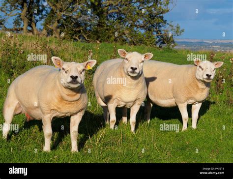 Yearling Sheep Hi Res Stock Photography And Images Alamy