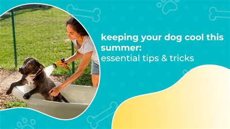 Keeping Your Dog Cool This Summer Essential Tips And Tricks