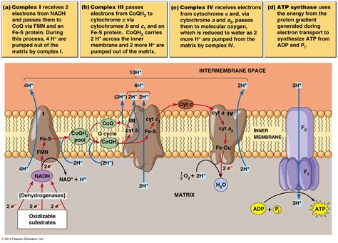 The Electron Transport Chain Biochemistry Electron Transport Chain