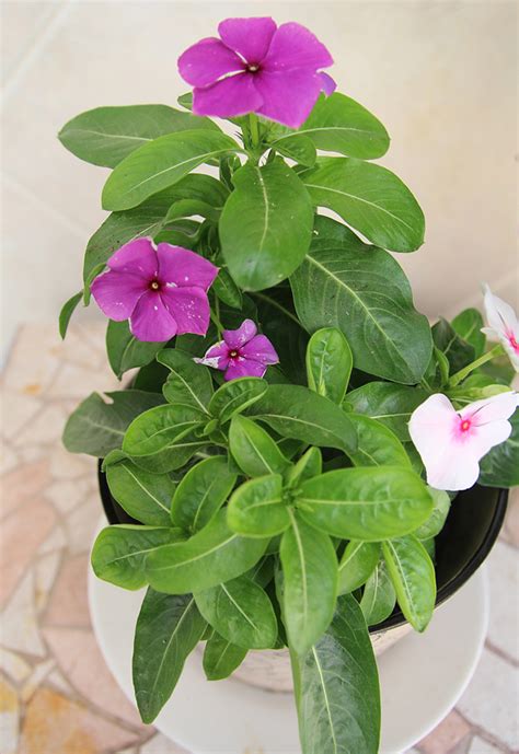 Vinca Flowers In Pots Best Flower Site