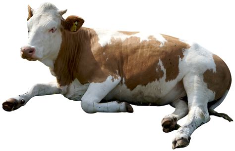 Holstein Cow Png Hd Transparent Holstein Cow Hdpng Images Pluspng