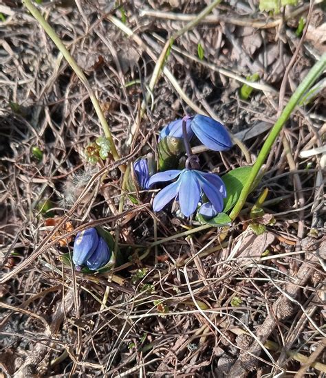 Siberian Squill From On March