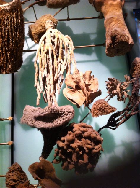 Marine Life Display From New York Museum Of Natural History York