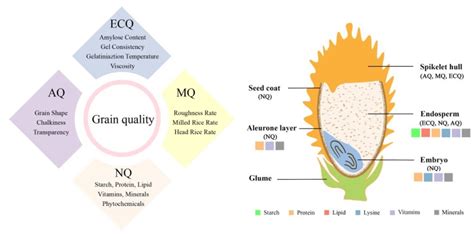 Grain Size And Quality