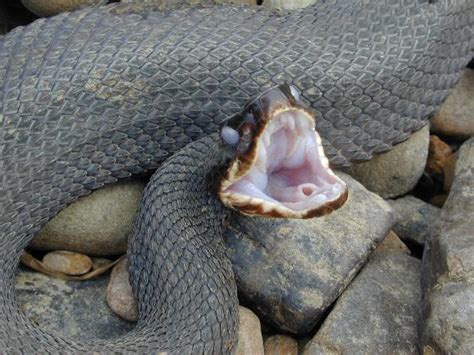 Natural Life: Cottonmouth snake