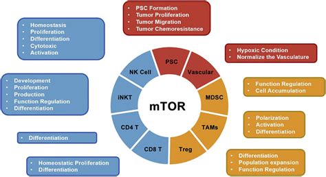 Role Of Mtor Signaling In Distinct Components Of The Tme In Pc Blue