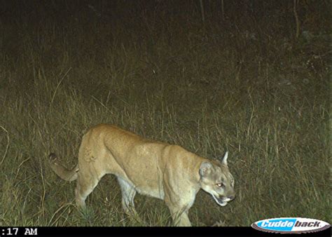 Cougars Havent Yet Recolonized The Midwest