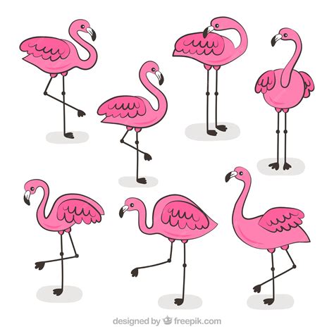 Pink Flamingos Cartoon