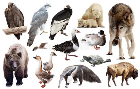 North American Animals Isolated Stock Image - Image of flying, assortment: 306594973