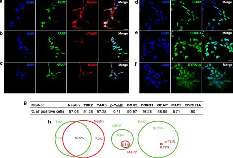 Harmine Stimulates Proliferation Of Human Neural Progenitors [peerj]