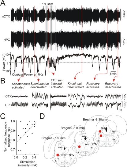 A Continuous Cortical And Hippocampal Eeg Traces And The Download