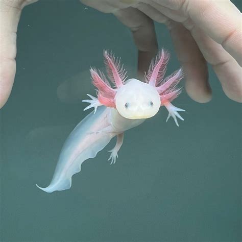 Leucistic Axolotl | Axolotls For Sale | Axolotl Planet