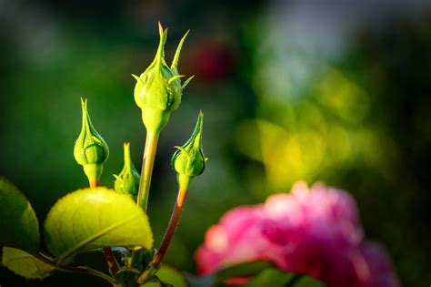 Rose Bud Free Photo On Pixabay Pixabay