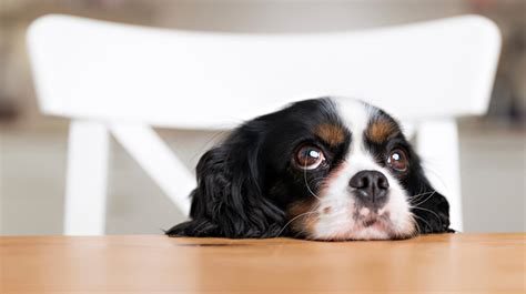 5 Kitchen Dangers for Dogs & Cats | Grapes, Coffee, Alcohol & More