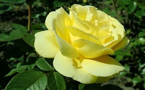 Best Roses To Grow In A Pot Direct Plants