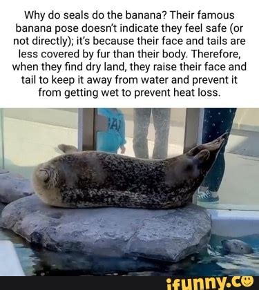 Why do seals do the banana? Their famous banana pose doesn't indicate ...