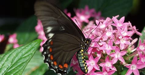 16 Best Plants To Attract Butterflies In Miami