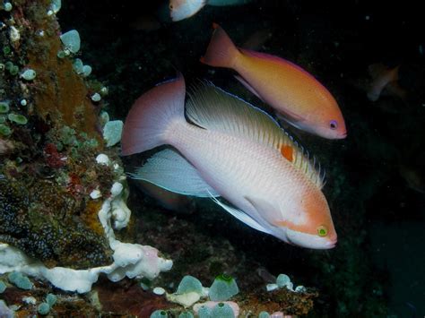 Anthias Trapu Pseudanthias Hypselosoma Bioobs