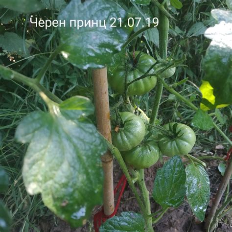 Снимки на домати и описание на сортовете - Page 5 - Форум HobbyKafe.com