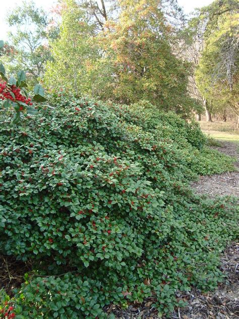 Plantfiles Pictures American Holly Maryland Dwarf Ilex Opaca By