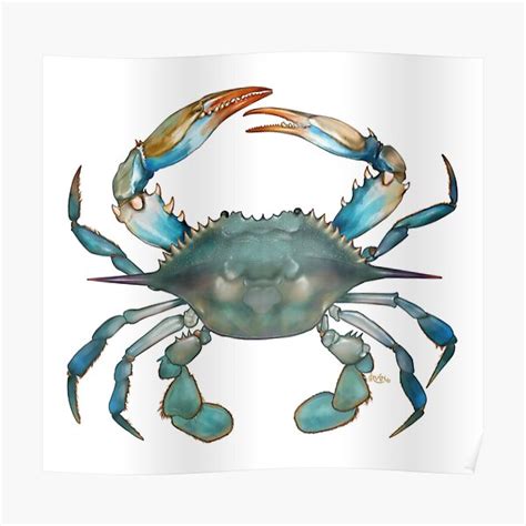 Blue Crab Poster By TrevorIrvin Redbubble