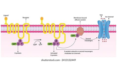 721 B Cells Protein Royalty-Free Images, Stock Photos & Pictures ...