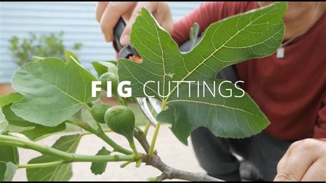 Plant A Fig Tree From A Cutting Urban Gardening Youtube