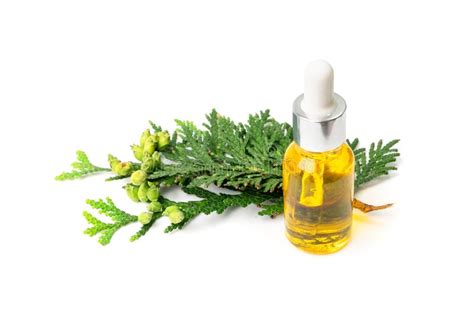 Cypress Oil Isolated stock image. Image of arborvitae - 259761645