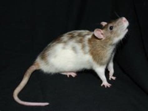 Fancy Rat Varieties: Fur Color, Eye Color, Coat Type, and Markings ...