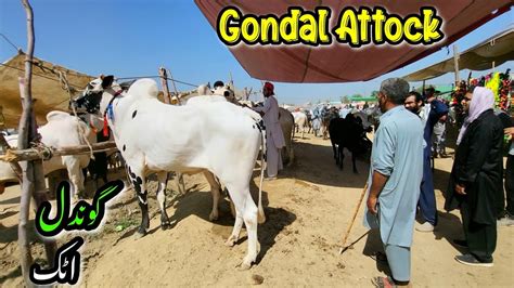 Gondal Mandi Attock Latest Update Ep Qurbani Bakra Eid Ul Adha