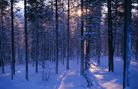 无人横图室外白天正面旅游度假美景森林树林雪植物大雪覆盖阴影光线光泽影子积雪景观雪景云云朵冬季