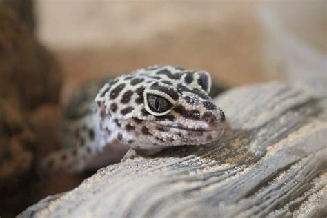 Do Leopard Geckos Bite Is It Harmful Ways To Avoid It Pets Hopes