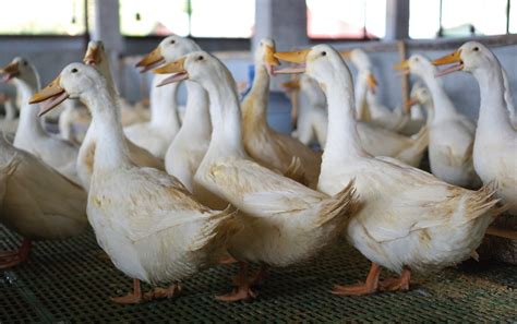 Ternak Bebek Peking Juga Menjanjikan Loh Ini Panduannya Mediatani