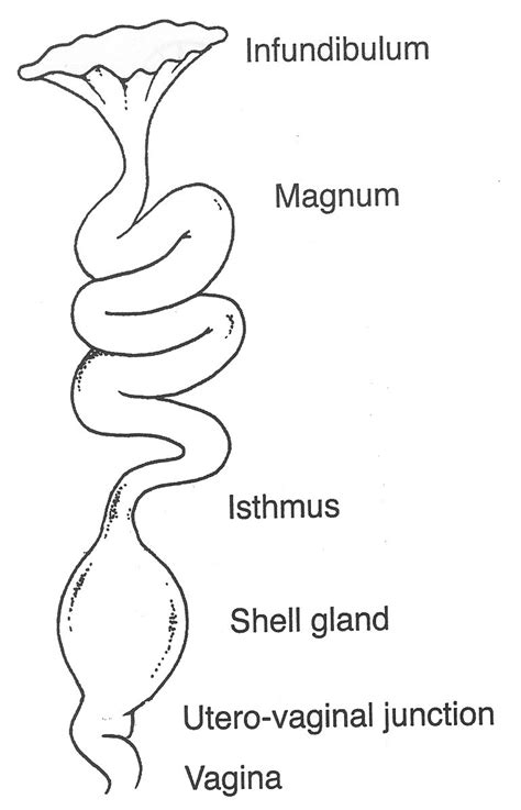 Infundibulum Female Reproductive System