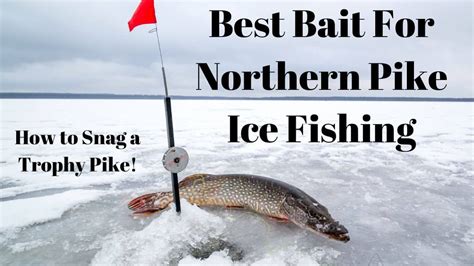 Best Bait For Northern Pike Ice Fishing – How to Snag a Trophy Pike