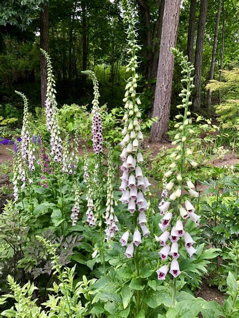 Foxgloves Plant Care And Collection Of Varieties