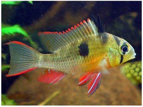 Dwarf Bolivian Ram Cichlid | Arizona Aquatic Gardens