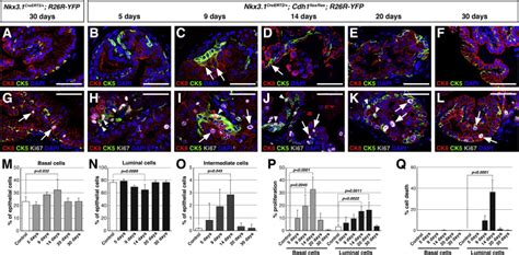 Basal Cells Contribute To Epithelial Repair Following E Cadherin Deletion Download Scientific