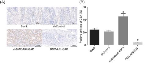 Journal Of Cellular Biochemistry Wiley Online Library