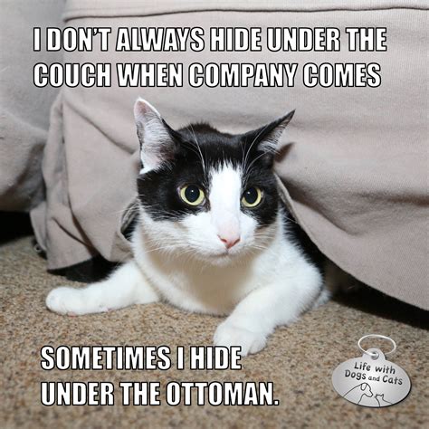 I Don’t Always Hide Under the Couch When Company Comes #MostInterestingCatInTheWorld - Life with ...