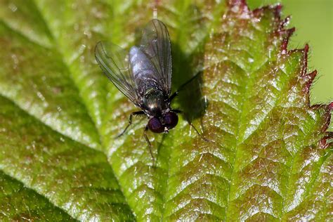 Argyra Diaphana May 2015 Svanemosen Kolding Denmark Erland