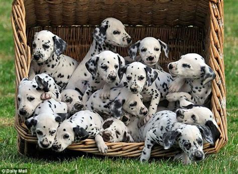 15 Dalmatians So Cute Baby Animals Dalmatian Puppy Cute Puppies