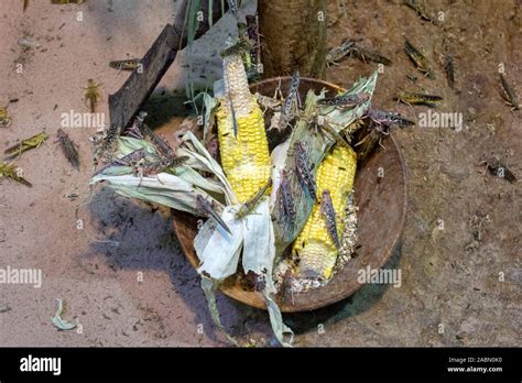 Invasion Of Locusts Locusts Eating Corn Crop Devouring Insect Stock