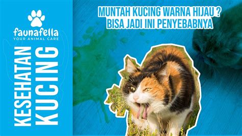 Muntah Kucing Hijau Dan Cara Mengatasinya Youtube